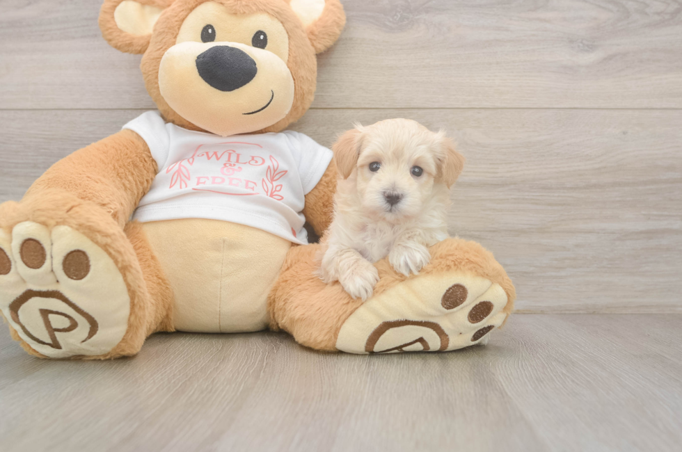 5 week old Maltipoo Puppy For Sale - Seaside Pups