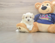 7 week old Maltipoo Puppy For Sale - Seaside Pups