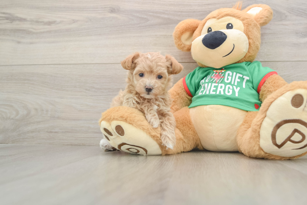 Energetic Maltese Poodle Poodle Mix Puppy