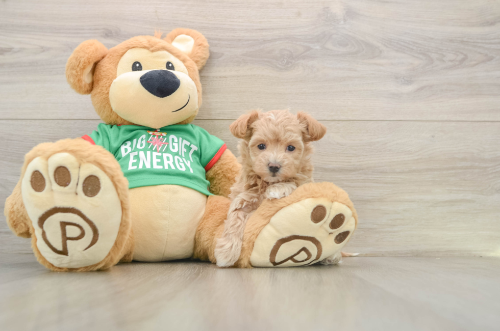 5 week old Maltipoo Puppy For Sale - Seaside Pups