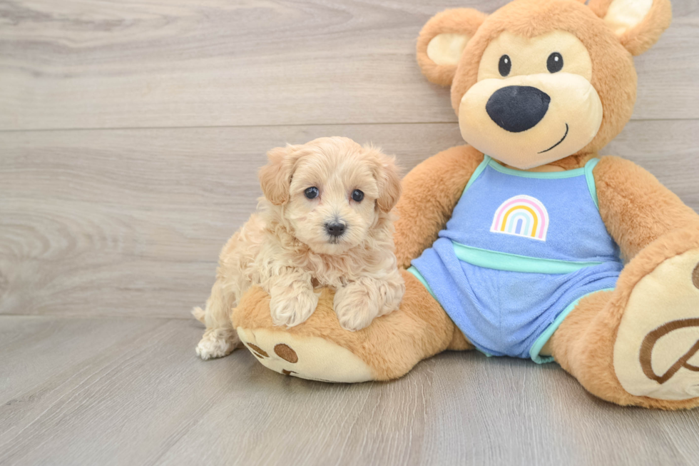 Hypoallergenic Malt Oodle Poodle Mix Puppy