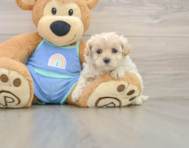 8 week old Maltipoo Puppy For Sale - Seaside Pups
