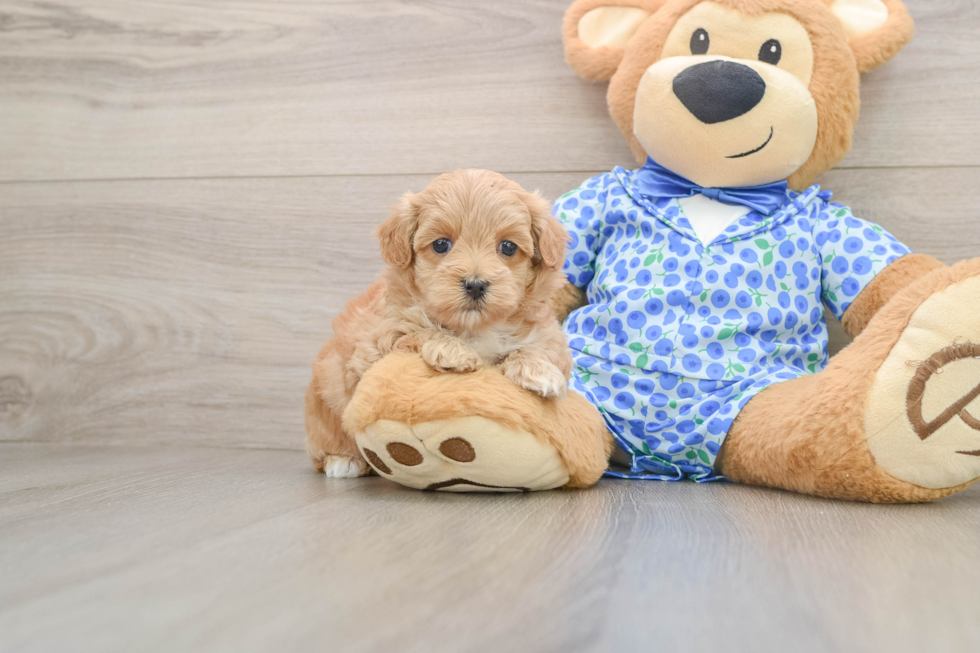 Adorable Maltepoo Poodle Mix Puppy