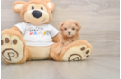 Best Maltipoo Baby
