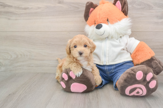 Best Maltipoo Baby