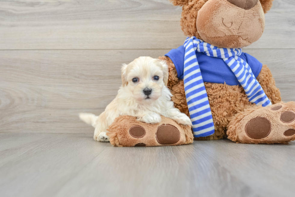 Best Maltipoo Baby