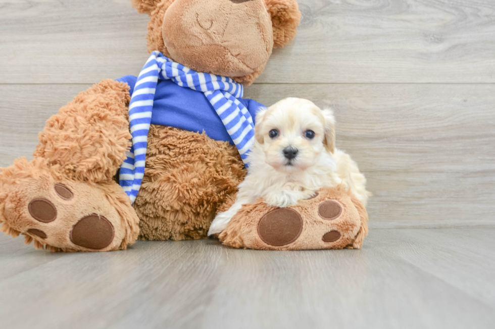 Best Maltipoo Baby