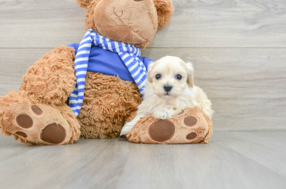 6 week old Maltipoo Puppy For Sale - Seaside Pups