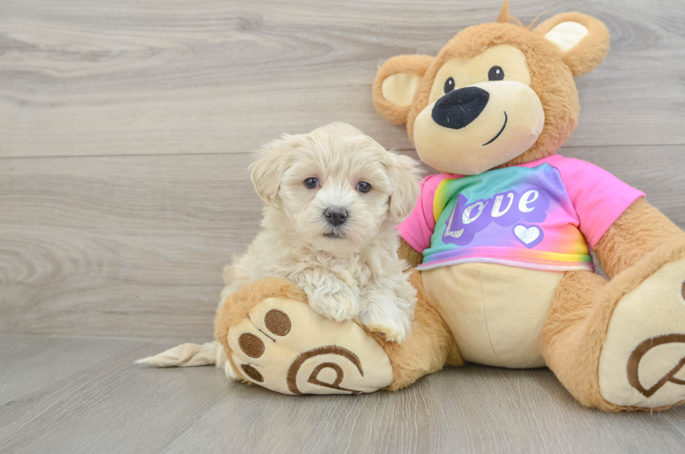 7 week old Maltipoo Puppy For Sale - Seaside Pups