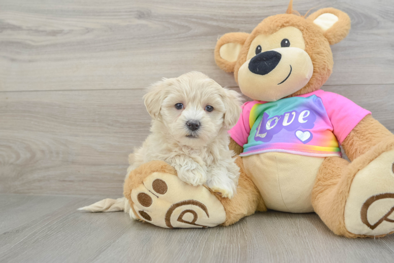 Meet Jacob - our Maltipoo Puppy Photo 1/3 - Seaside Pups