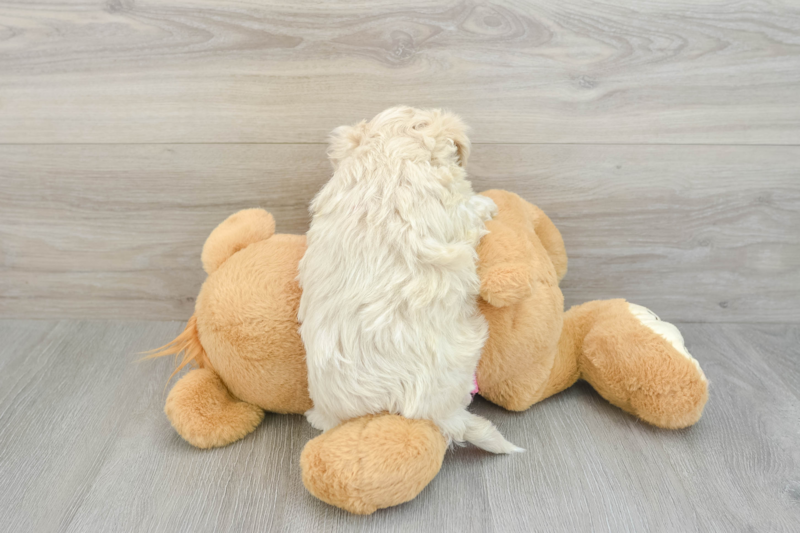 Meet Jacob - our Maltipoo Puppy Photo 2/3 - Seaside Pups