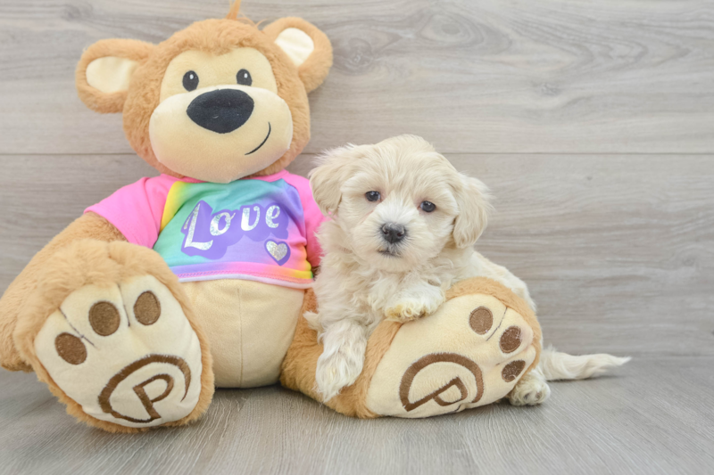 Meet Jacob - our Maltipoo Puppy Photo 3/3 - Seaside Pups