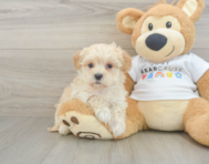 9 week old Maltipoo Puppy For Sale - Seaside Pups