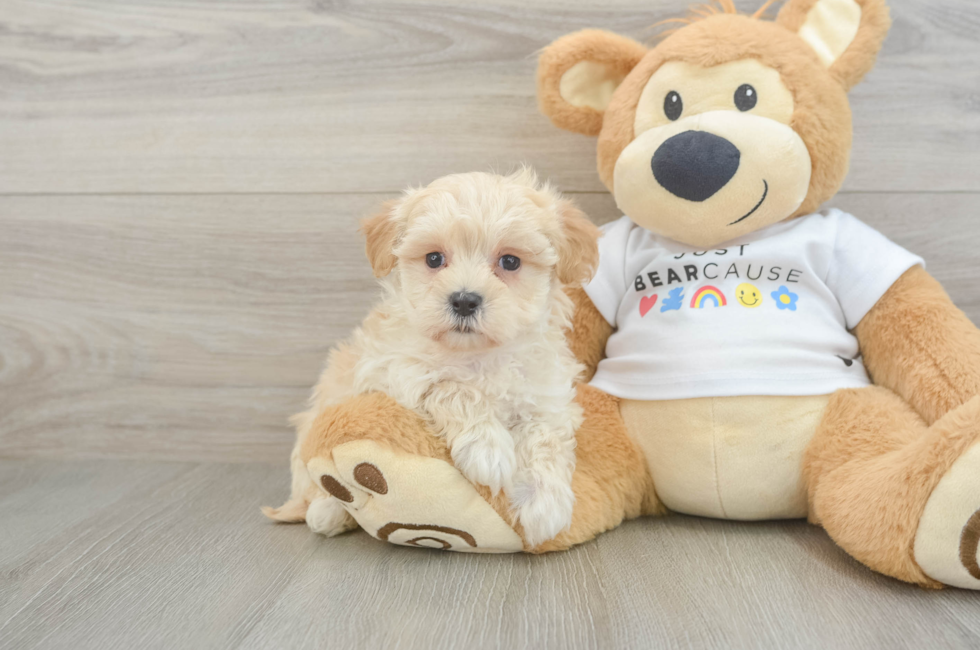 5 week old Maltipoo Puppy For Sale - Seaside Pups
