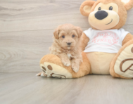 5 week old Maltipoo Puppy For Sale - Seaside Pups