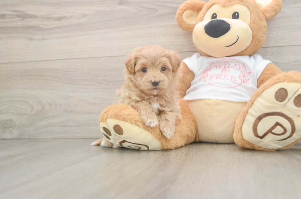 5 week old Maltipoo Puppy For Sale - Seaside Pups