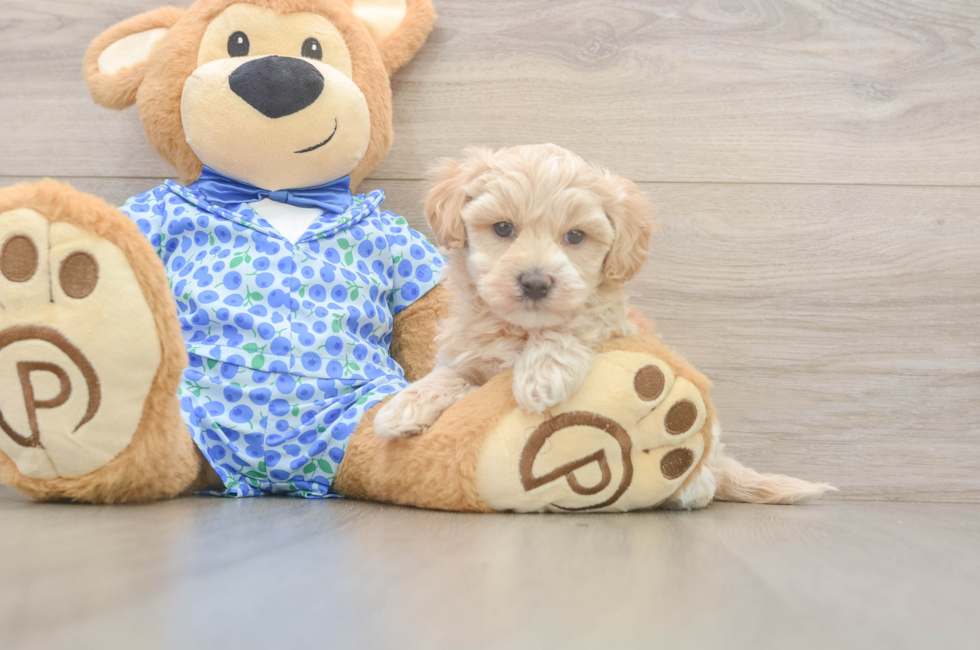 5 week old Maltipoo Puppy For Sale - Seaside Pups