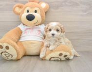 8 week old Maltipoo Puppy For Sale - Seaside Pups