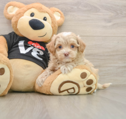 7 week old Maltipoo Puppy For Sale - Seaside Pups