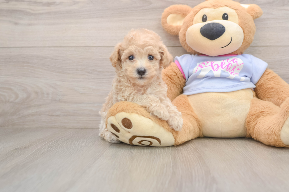Petite Maltipoo Poodle Mix Pup