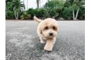 Best Maltipoo Baby