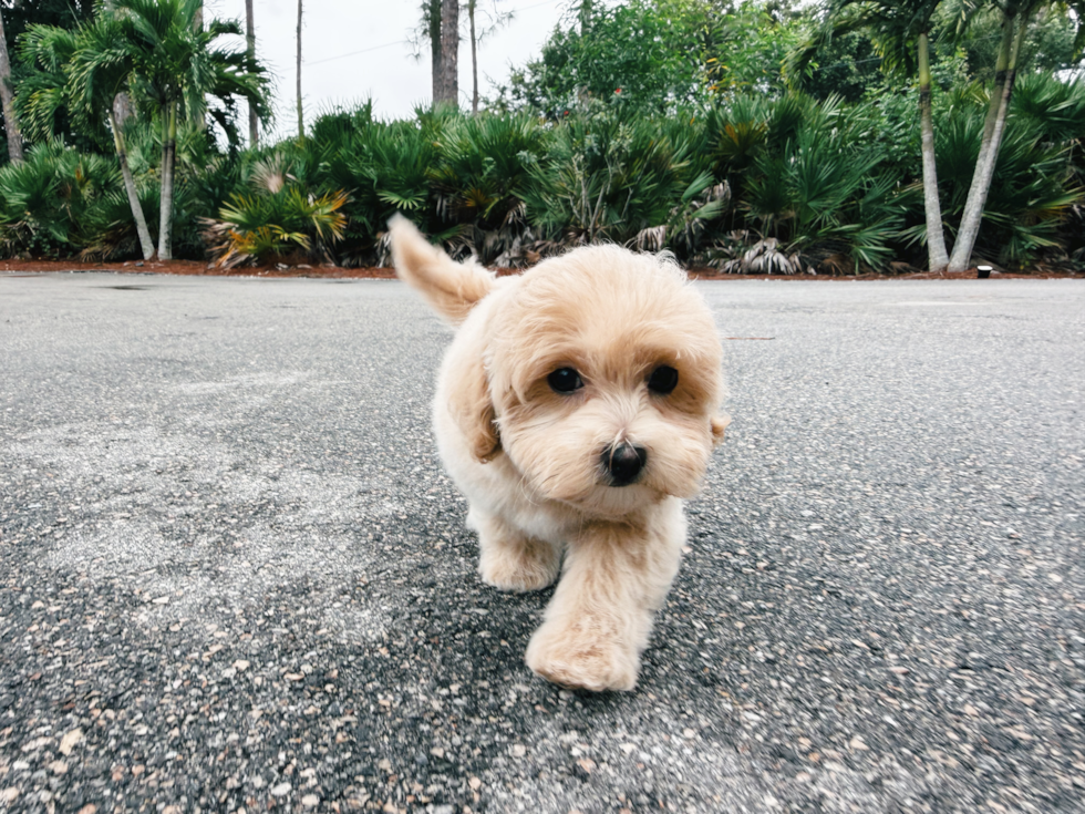 Best Maltipoo Baby