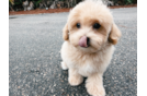 Cute Maltipoo Poodle Mix Pup
