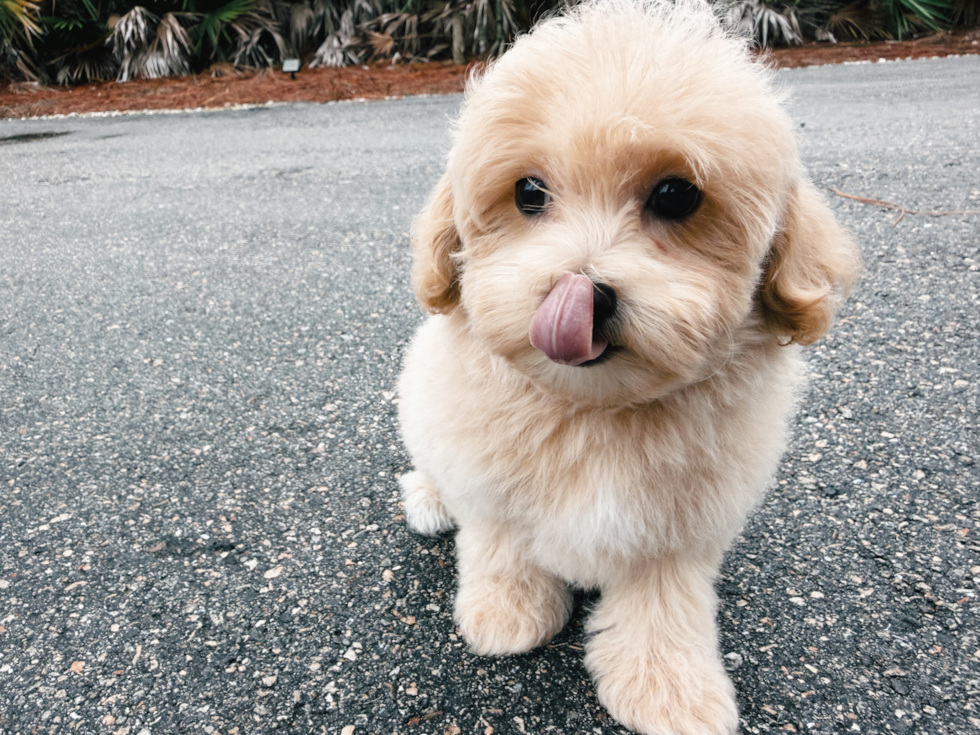Cute Maltipoo Poodle Mix Pup