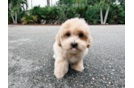 Cute Maltipoo Poodle Mix Pup