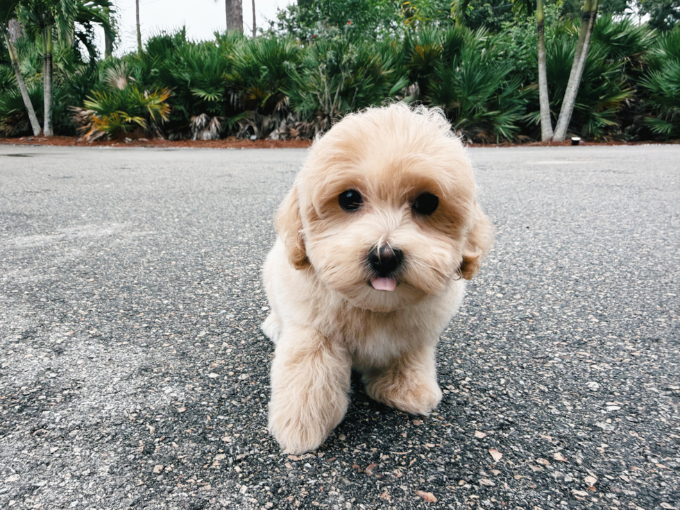 Cute Maltipoo Poodle Mix Pup