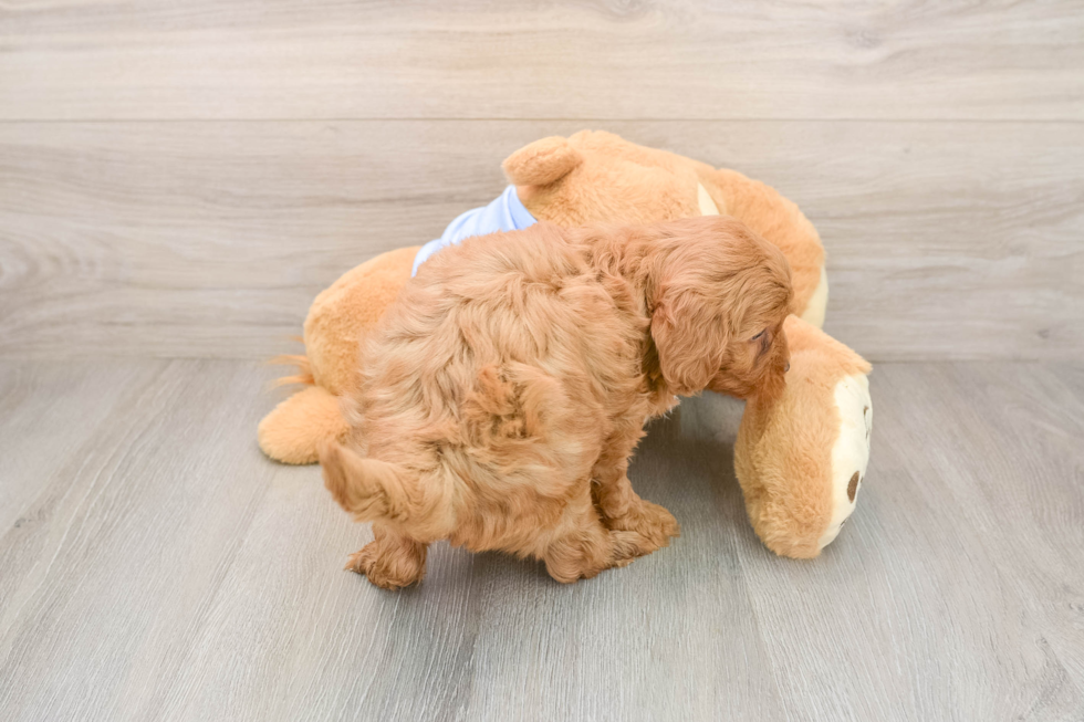Maltipoo Pup Being Cute