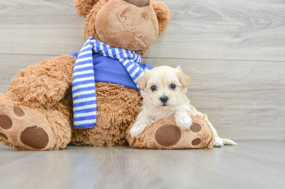 6 week old Maltipoo Puppy For Sale - Seaside Pups