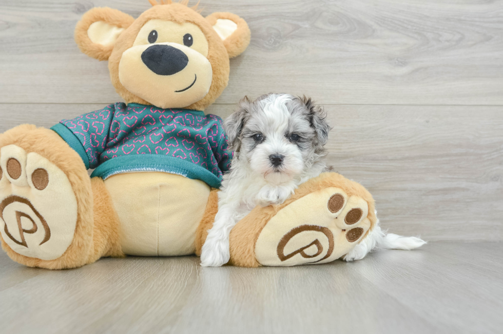 5 week old Maltipoo Puppy For Sale - Seaside Pups