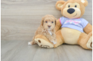 Maltipoo Pup Being Cute