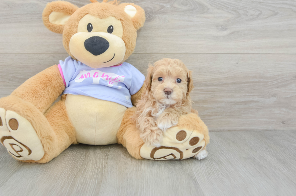 8 week old Maltipoo Puppy For Sale - Seaside Pups