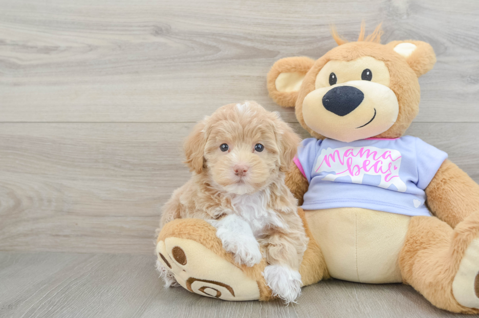 5 week old Maltipoo Puppy For Sale - Seaside Pups