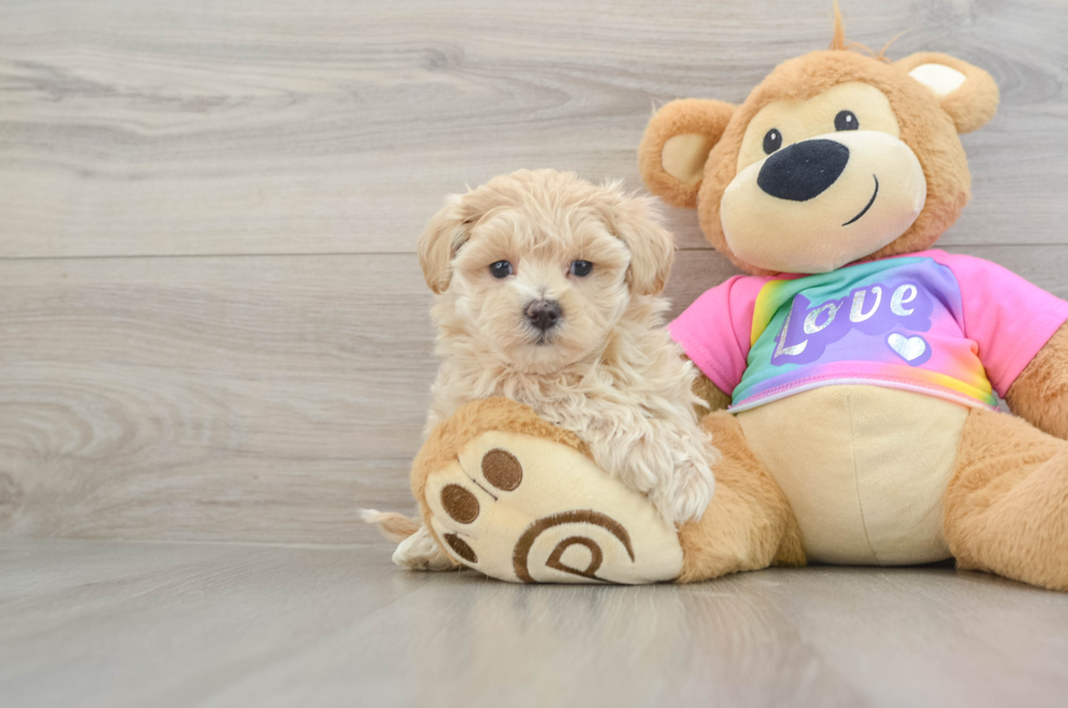 7 week old Maltipoo Puppy For Sale - Seaside Pups