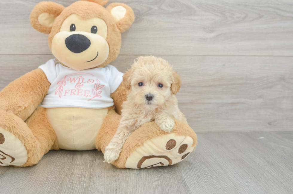 5 week old Maltipoo Puppy For Sale - Seaside Pups