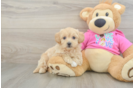 Small Maltipoo Baby