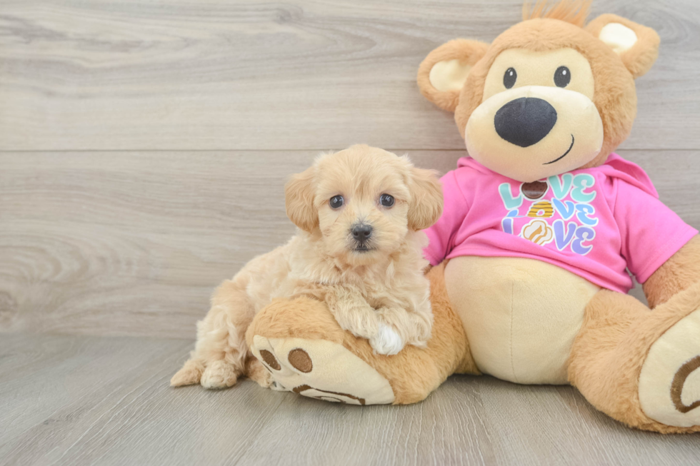 Small Maltipoo Baby