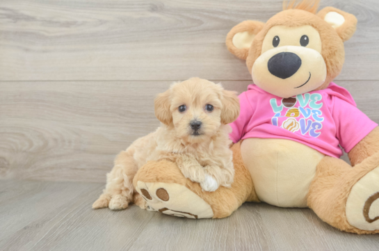 Small Maltipoo Baby