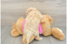 Playful Maltepoo Poodle Mix Puppy