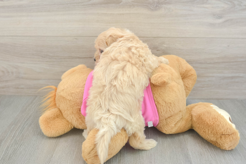 Playful Maltepoo Poodle Mix Puppy
