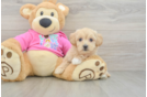 Small Maltipoo Baby