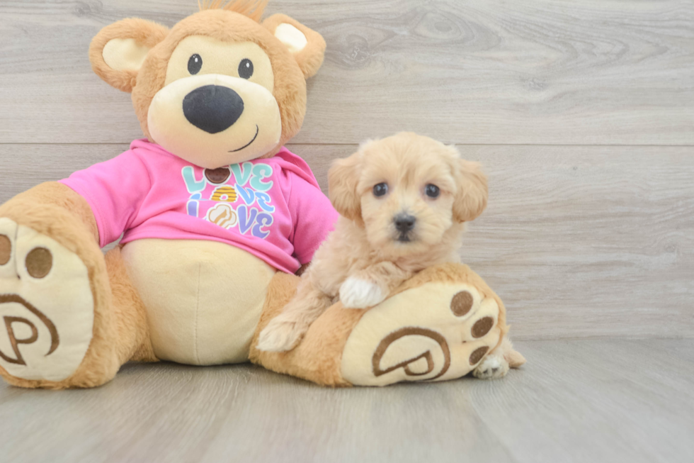 Small Maltipoo Baby