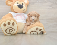 6 week old Maltipoo Puppy For Sale - Seaside Pups