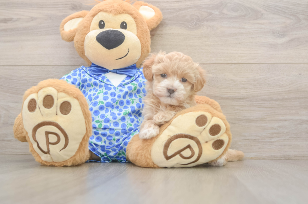 5 week old Maltipoo Puppy For Sale - Seaside Pups