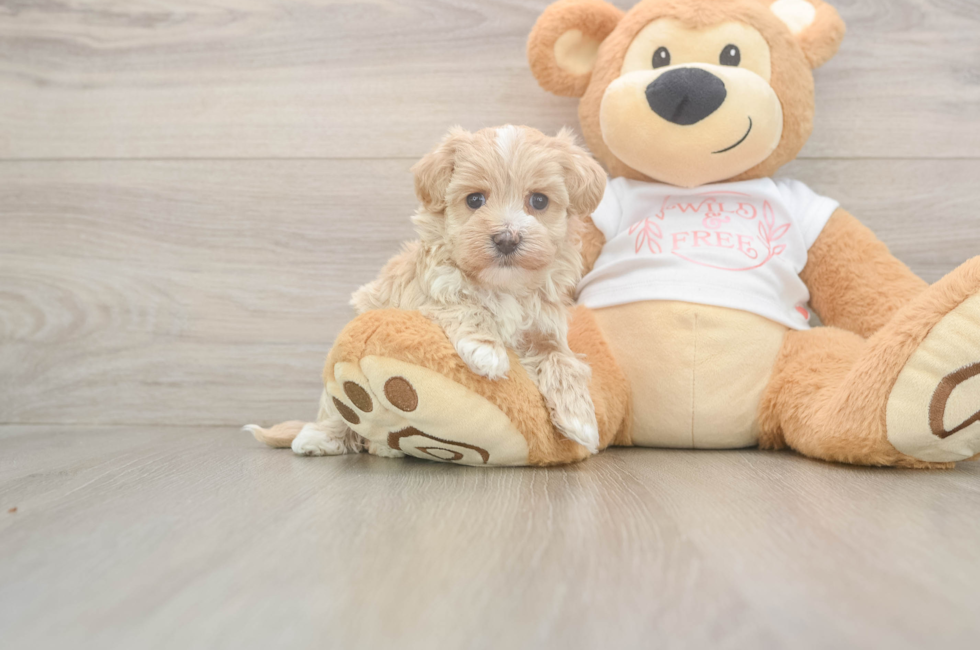 5 week old Maltipoo Puppy For Sale - Seaside Pups