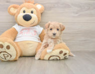 8 week old Maltipoo Puppy For Sale - Seaside Pups