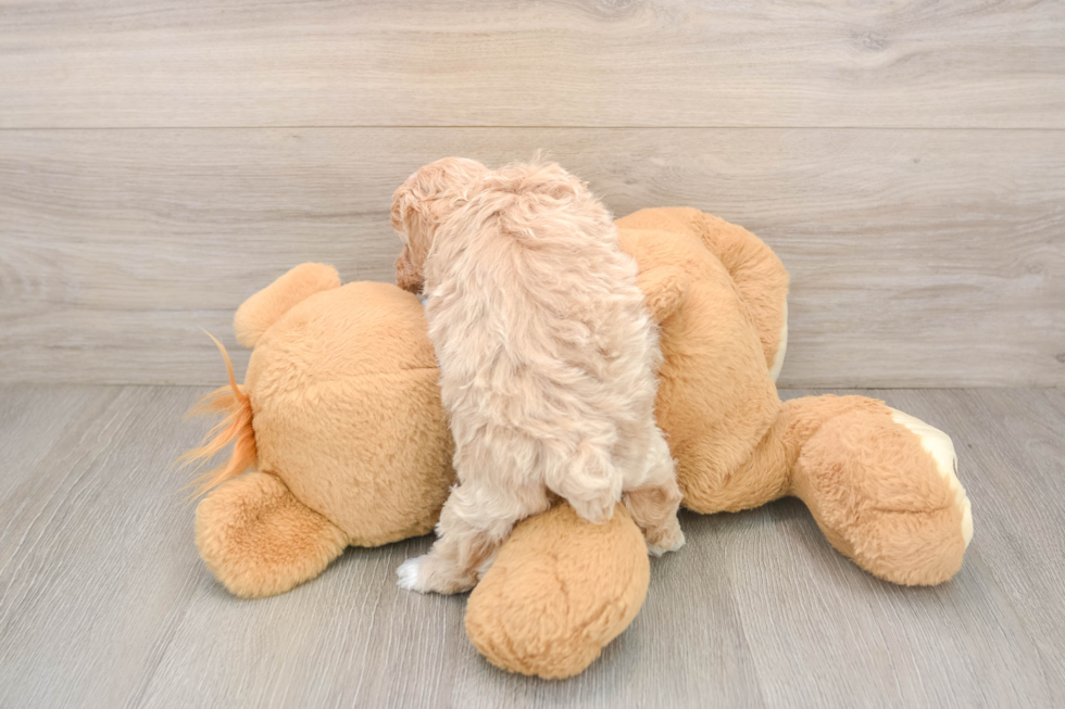 Fluffy Maltipoo Poodle Mix Pup